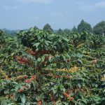Govt Grants Exclusive Coffee Export Licenses to 10 Companies